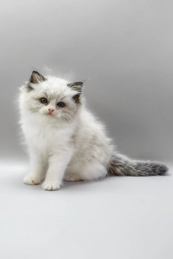 Hennessy | ragdoll kitten