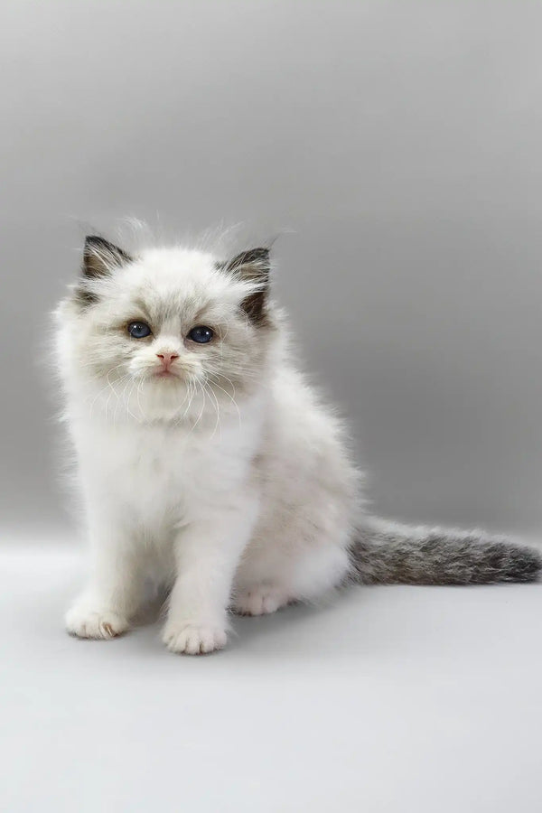Hennessy | ragdoll kitten