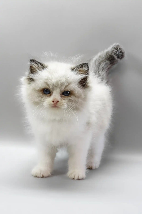 Hennessy | ragdoll kitten