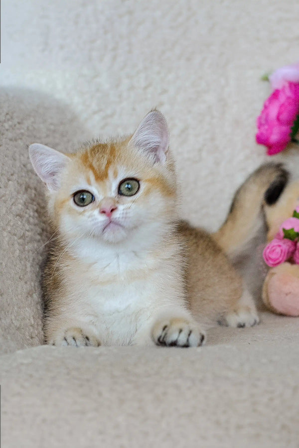 Adorable calico Scottish Straight Kitten named Henry with big green eyes
