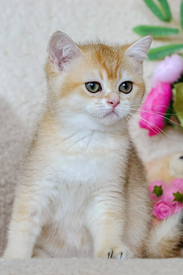 Adorable Scottish Straight kitten next to pretty pink flowers in a cozy setting