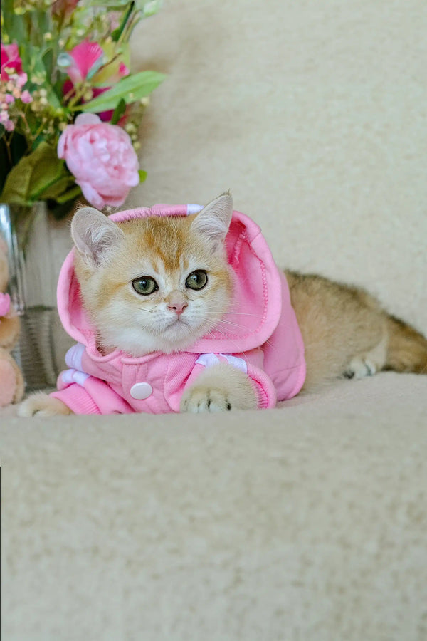 Cute Scottish Straight Kitten in a pink bunny costume, perfect for playful vibes