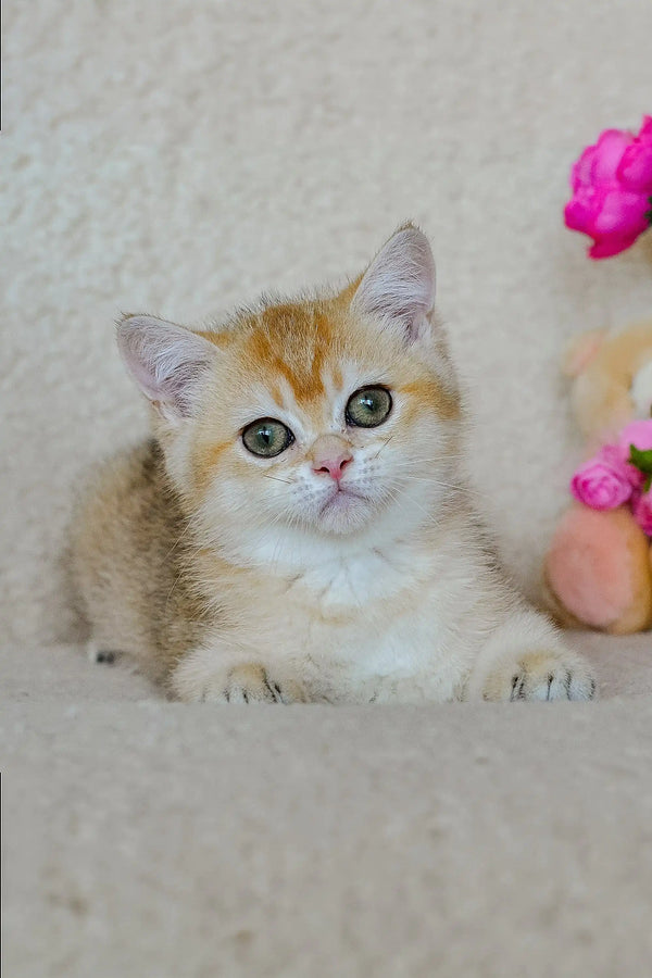 Adorable calico Scottish Straight Kitten with big eyes and a sweet expression