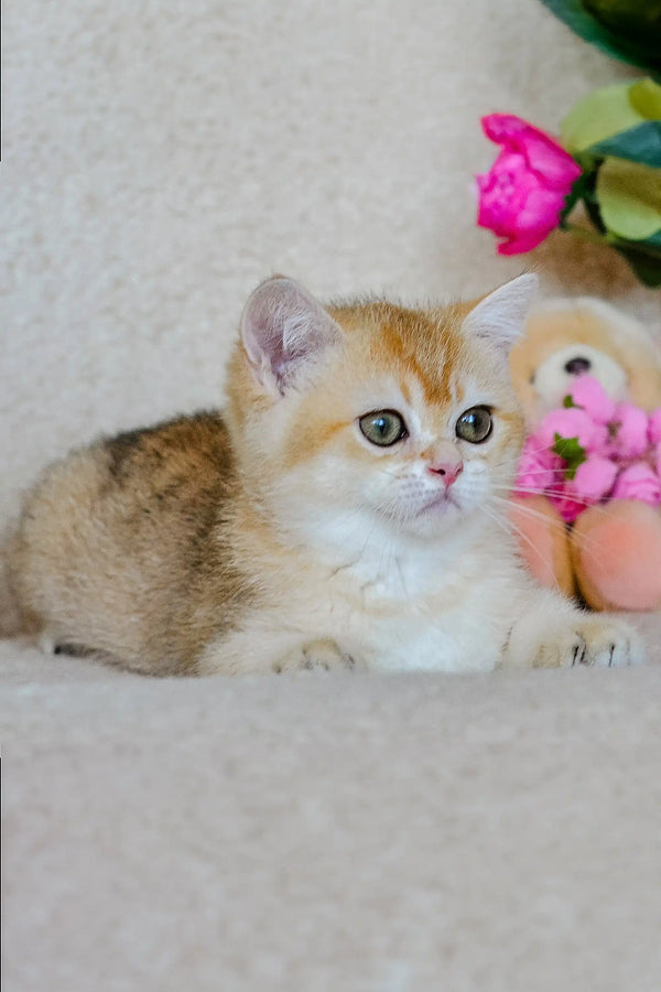 Adorable Scottish Straight Kitten with light fur and big eyes beside pink flowers