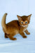 Henry | somali kitten