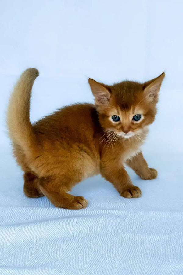 Henry | somali kitten