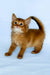 Henry | somali kitten