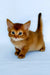 Henry | somali kitten