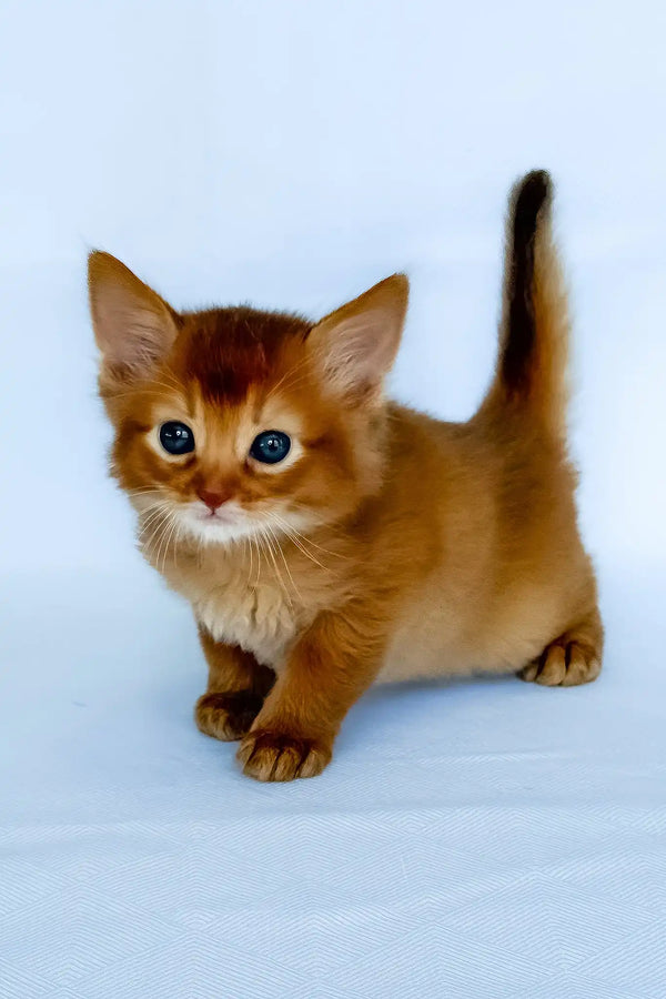 Henry | somali kitten