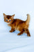 Henry | somali kitten