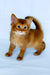 Henry | somali kitten