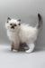 Hercules | ragdoll kitten