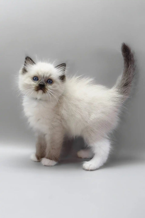 Hercules | ragdoll kitten