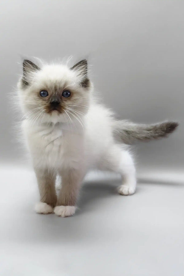 Hercules | ragdoll kitten