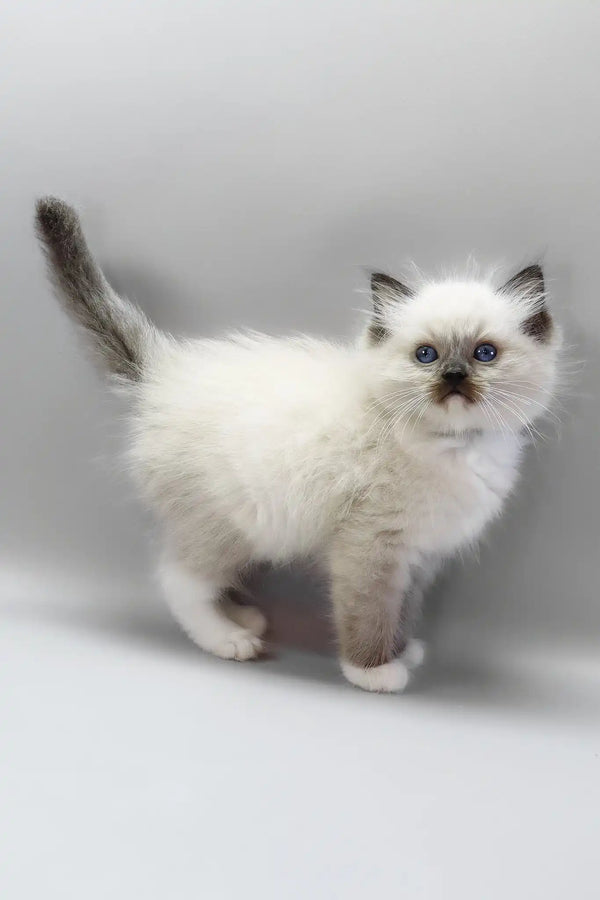 Hercules | ragdoll kitten