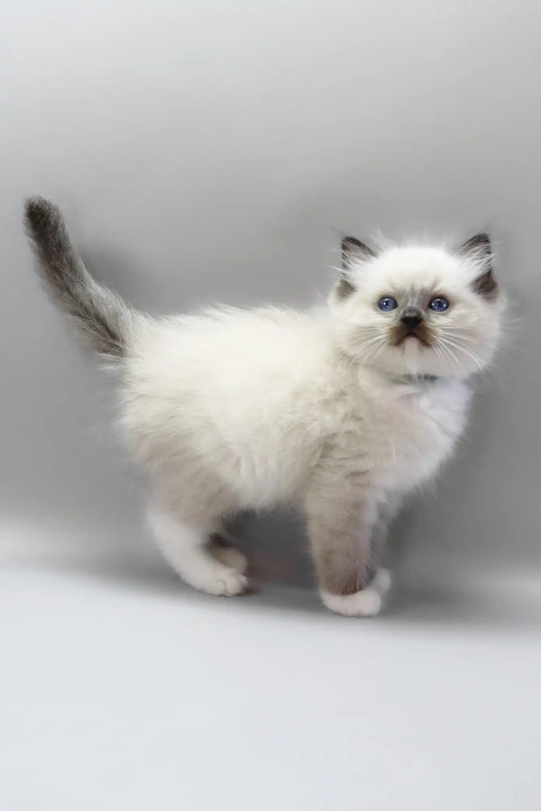 Hercules | ragdoll kitten