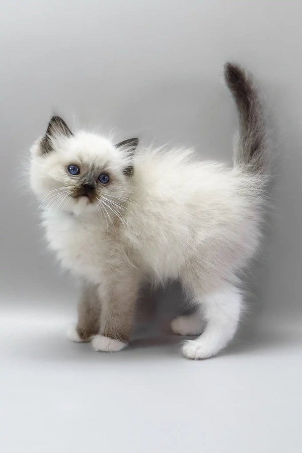 Hercules | ragdoll kitten