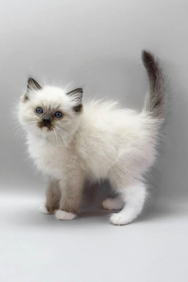 Hercules | ragdoll kitten