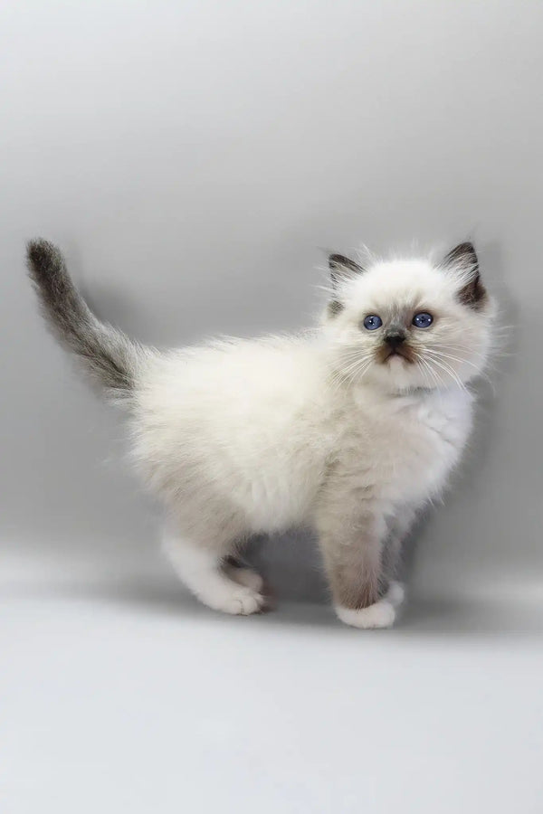 Hercules | ragdoll kitten
