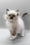 Hercules | Ragdoll Kitten