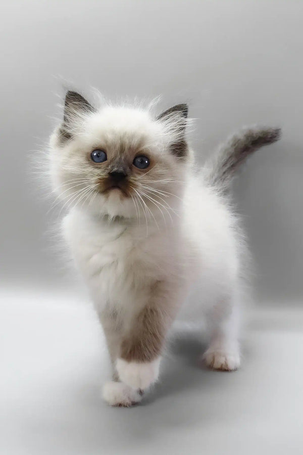 Hercules | ragdoll kitten