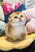 Adorable golden Scottish Fold kitten named Hermes, perfect for pet lovers