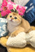 Golden Scottish Fold kitten named Hermes, adorable and playful looking for a new home