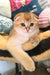 Adorable Golden Scottish Fold kitten from the Hermes Scottish Fold Kitten collection