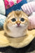 Cute Golden Scottish Fold kitten named Hermes looking playful and adorable