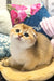 Golden Scottish Fold kitten named Hermes, adorable and playful, perfect pet companion