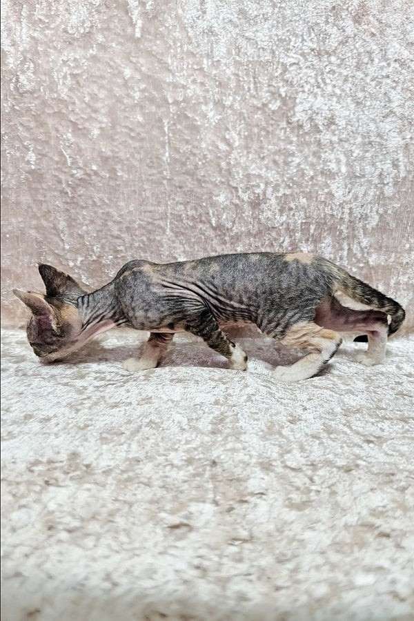 Hairless Devon Rex kitten with wrinkled skin walking on a textured surface