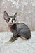 Cute Devon Rex kitten Hermione with big ears and wide eyes on a textured surface