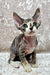 Adorable Hairless Devon Rex Kitten Hermione with big ears and stunning blue eyes