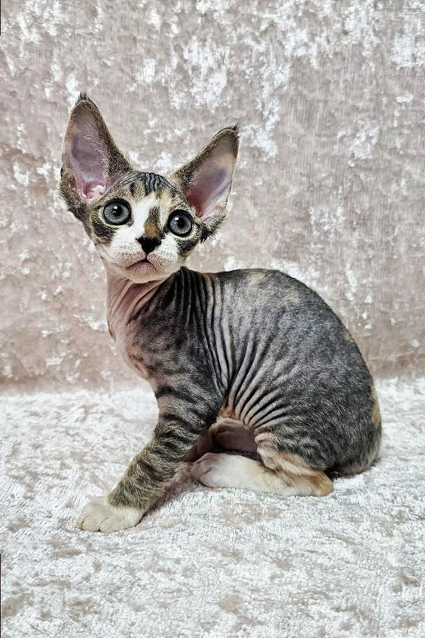 Hairless Sphynx kitten with big ears, part of the adorable Devon Rex family