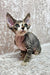 Adorable Hairless Sphynx kitten with big ears, featured in Hermione, a Devon Rex kitten