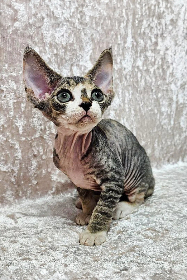 Adorable Hairless Sphynx kitten with big ears, featured in Hermione, a Devon Rex kitten