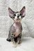 Hairless Devon Rex kitten Hermione with big ears and wide eyes, super cute and playful