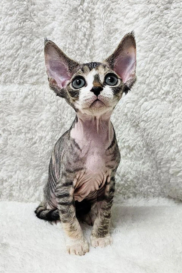 Hairless Devon Rex kitten Hermione with big ears and wide eyes, super cute and playful