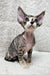 Hairless Devon Rex kitten Hermione with large ears and wide eyes, super cute!