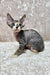 Cute Hairless Devon Rex Kitten with big ears and wide eyes named Hermione