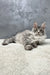 Gray and white Maine Coon cat relaxing on a white surface for Hero Polydactyl Kitten