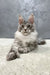 Gray and white Polydactyl Maine Coon kitten with fluffy fur and cute pointed ears