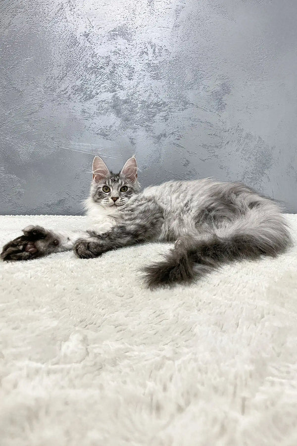 Gray and white Maine Coon cat lounging on its side, featured in Hero Polydactyl Kitten