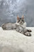 Gray and white Maine Coon cat chillin’ on a light surface next to Hero kitten product