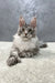 Majestic silver Maine Coon kitten with green eyes and fluffy fur for Hero product