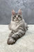 Majestic silver Maine Coon kitten with green eyes and fluffy fur in Hero collection