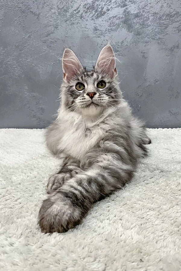 Majestic silver Maine Coon kitten with green eyes and fluffy fur in Hero collection