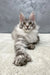 Silver and gray Maine Coon kitten with fluffy fur and bright green eyes for Hero product