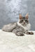 Silver-gray Maine Coon kitten with pointed ears and fluffy fur in Hero product