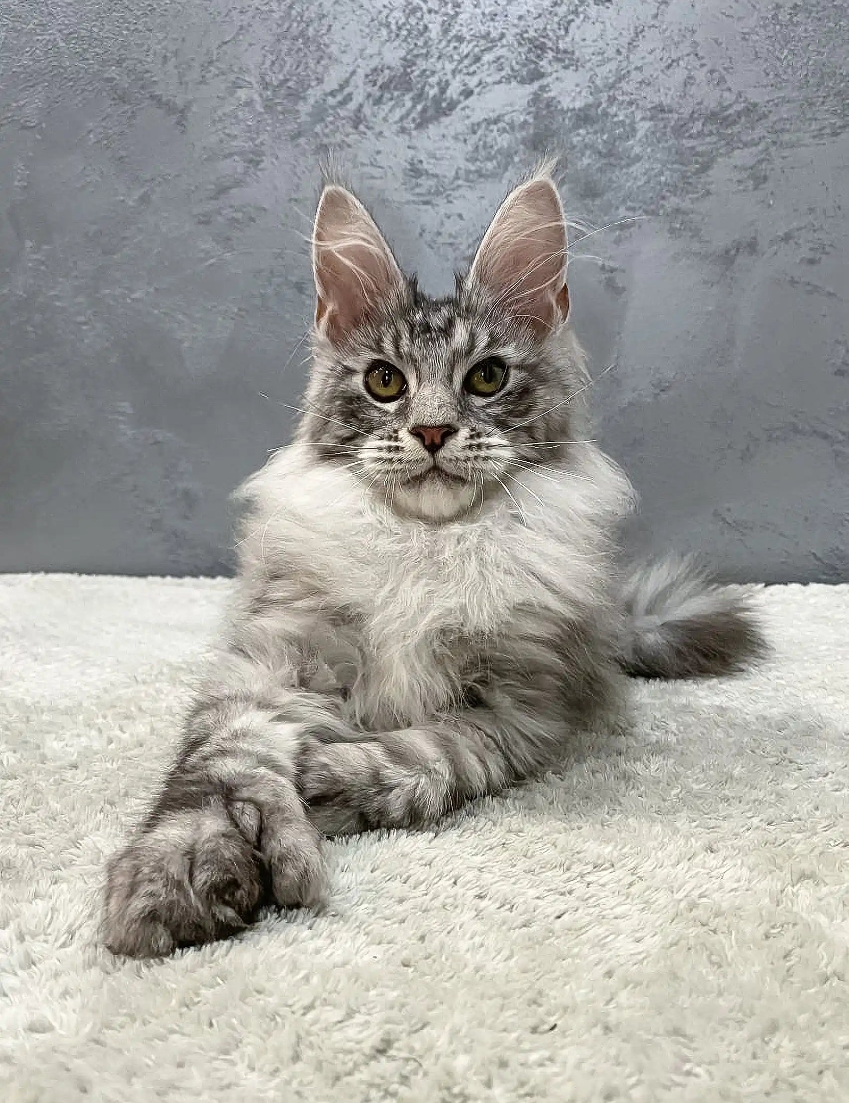 Silver-gray Maine Coon kitten with ear tufts and fluffy fur for Hero product